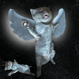 $FATE | Chat