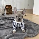 DiorDogPortal
