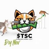 Turkish Stray Cat PORTAL