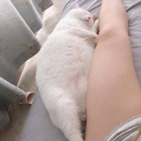 人设套图【私密女】