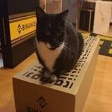 Binance Cat Portal