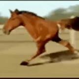 Retarded Running Horse CTO