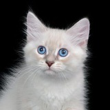 Кот Нафанаэль