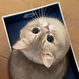 😽 猫咪星球 | 赛博猫咖