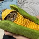 Cat Corn $MINIRA
