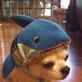 SHARK DOG | PORTAL
