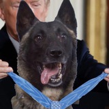 Conan The Military Dog $CONAN
