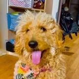 Gracie