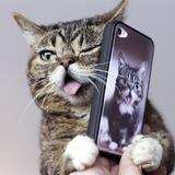 Lil Bub CTO Portal