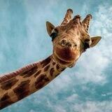 Natura 🦒