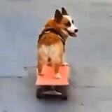 SkateBoard DOG - $SDOG