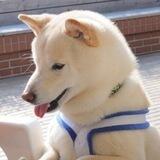 Prince Kotetsu | Kabosu's Best Friend