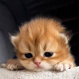 Котятки со смыслом