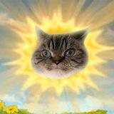 $SUNCAT Community 💪