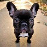2 Legged Dog