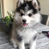 husky.
