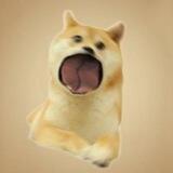 POPDOGE CTO