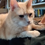 Satoshi's Cat $SASHA OG CTO