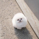 FLUFFY | PORTAL