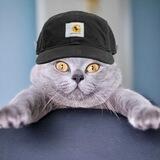 $CATHARTT FurWear
