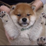 PAWS CTO