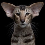 Funny Animals