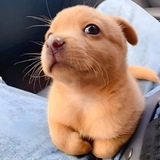 GOBY DOG