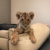 Billthelion