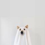 GHOST DOG CTO
