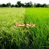 برنج شمال