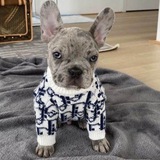 Dior Dog CTO Portal