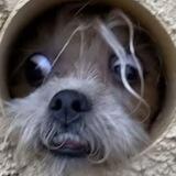 Dolly Portal