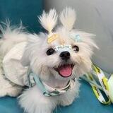 Bella