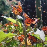 پروانه هایِ باغِ نور... 🦋
