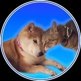 Doge’s Sister - $GINNAN