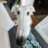 Long Nose Dog $LAPSHA