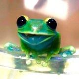 $PILLY The Frog