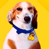 GoodBoy