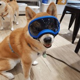Doggles - Portal