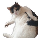 Aisha Grandma Cat Portal