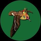PeaceFrog by 𝓜𝓪𝓽𝓽 𝓕𝓾𝓻𝓲𝓮