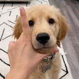 L DOG