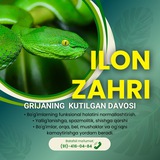 ILON ZAHRI 🐍