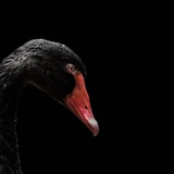 Аукционный дом "BLACK SWAN"