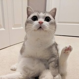 FOMOCTO2