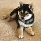 $DOUG Elon's New Dog (CTO)