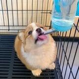 Hamster Puppy $HUPPY