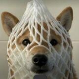 Wrapped Dog🐕 - $WDOG | 0% TAX - 🔶BSC🔶