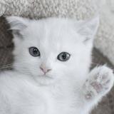 Snow Cat