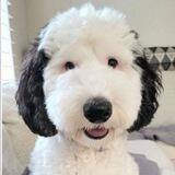 $SNOOPY Portal